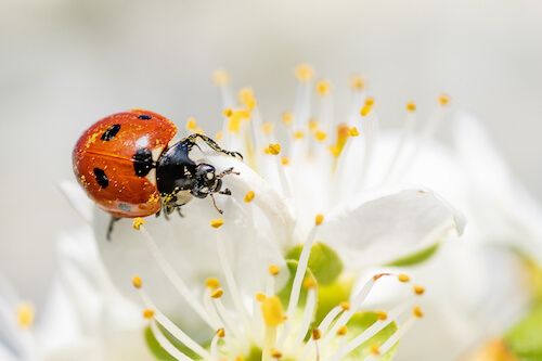 Marienkäfer auf einer weißen Blüte