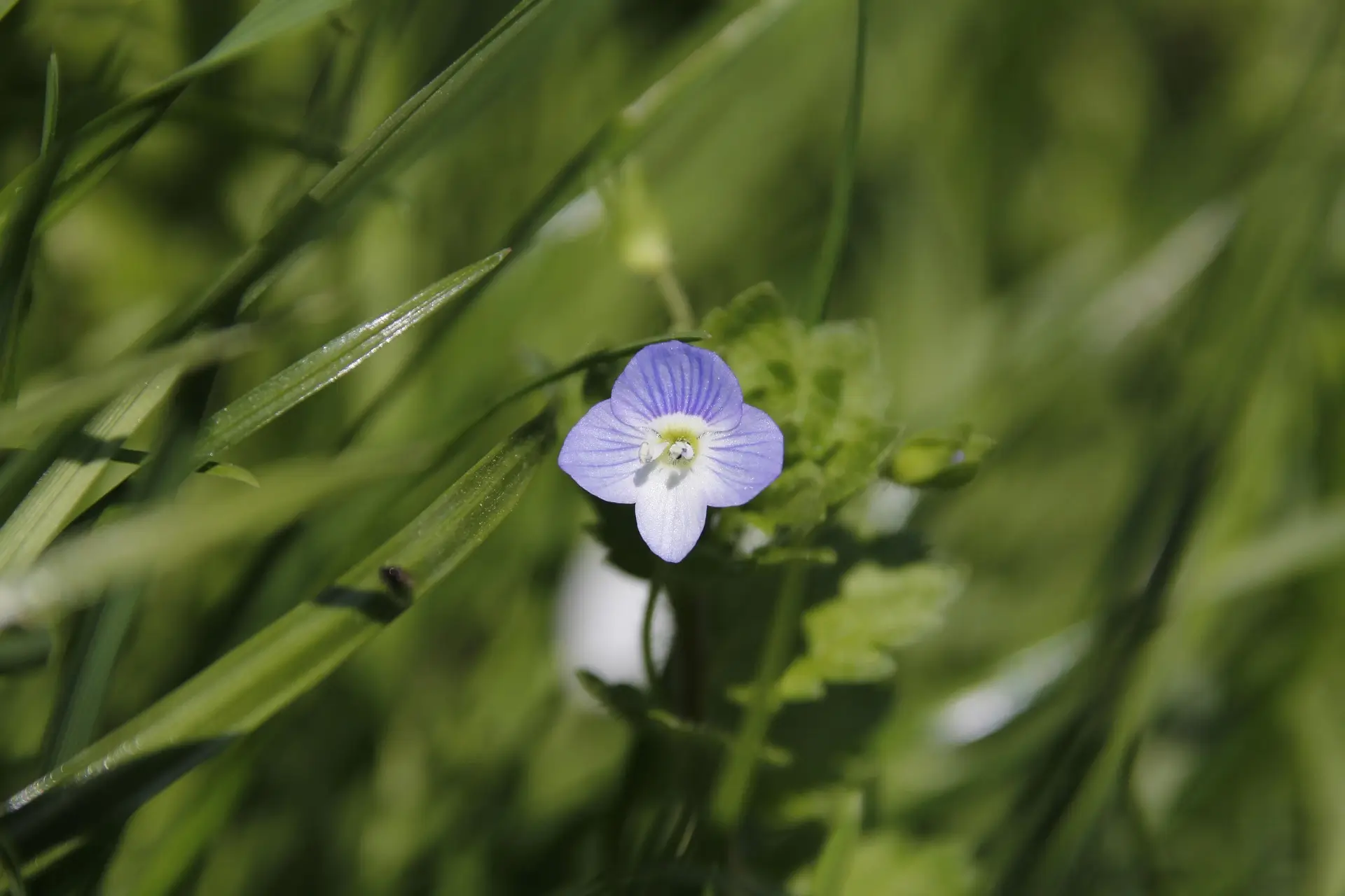 Eine kleine wunderschöne violette Blüte wächst mitten in einer grünen Wiese und erstrahlt dort.